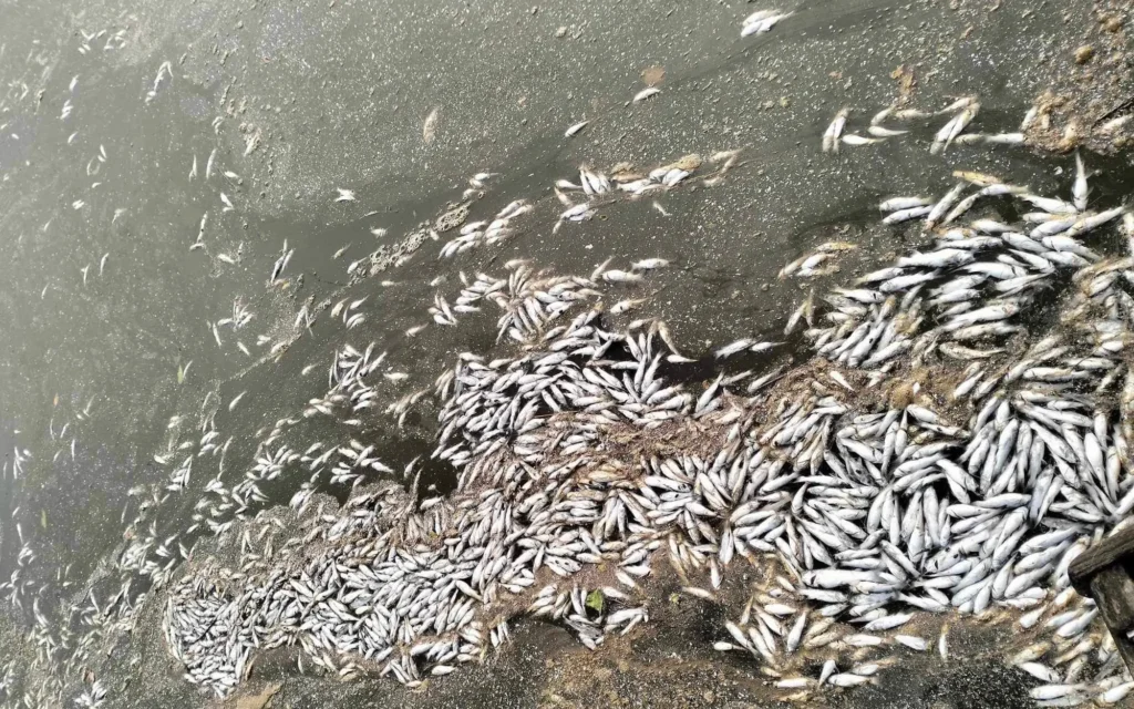 Dead fish floating on the lake surface