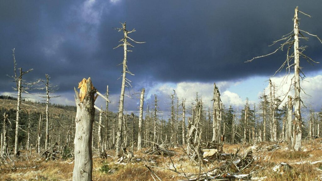 Nature is Severely Damaged by Air Pollution